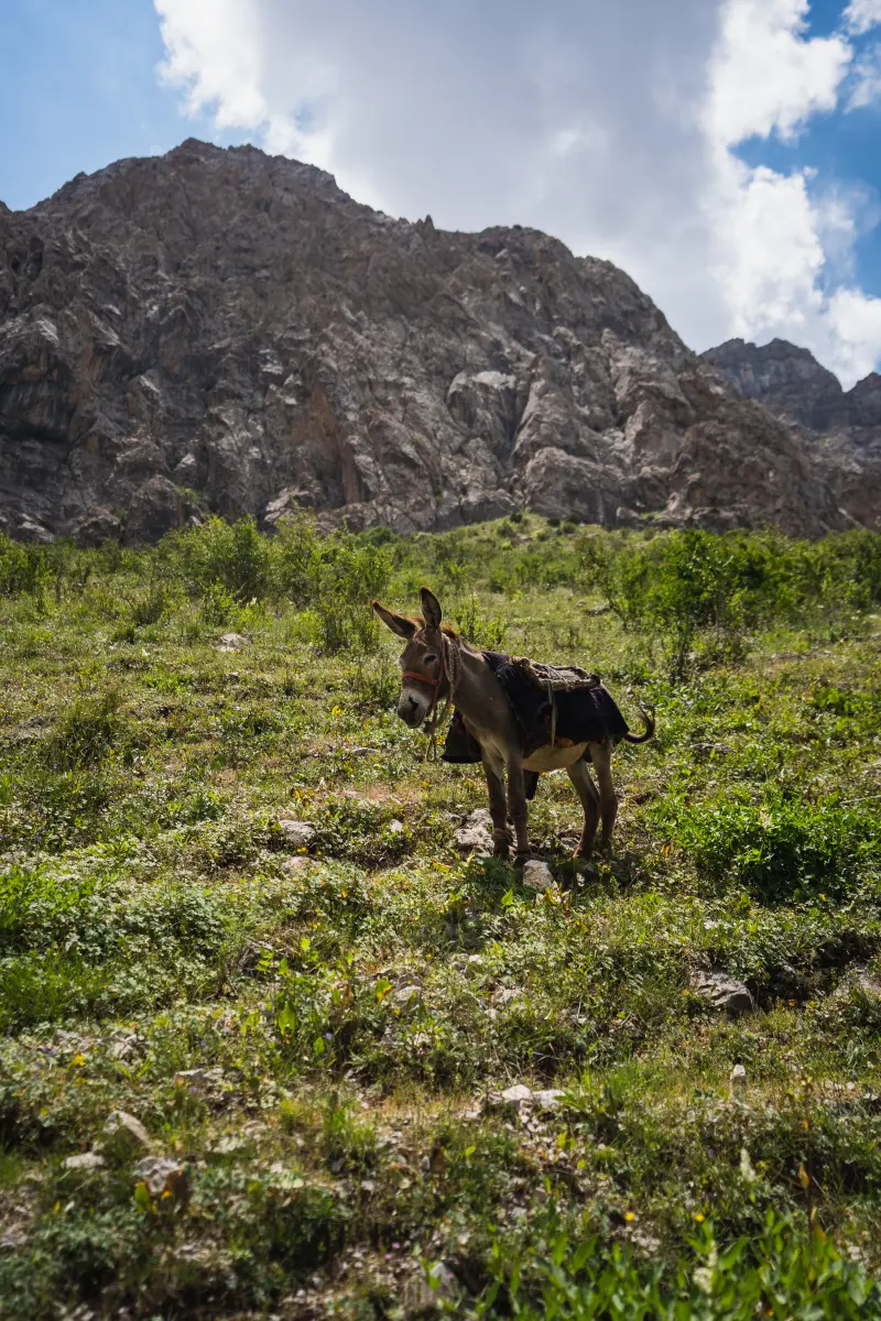 Donkey, they are used quite often here