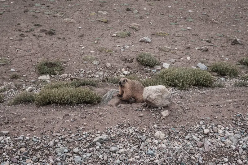 Marmot