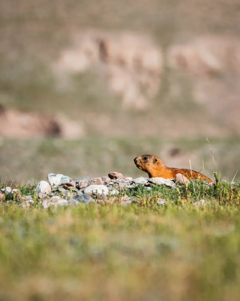 Marmot