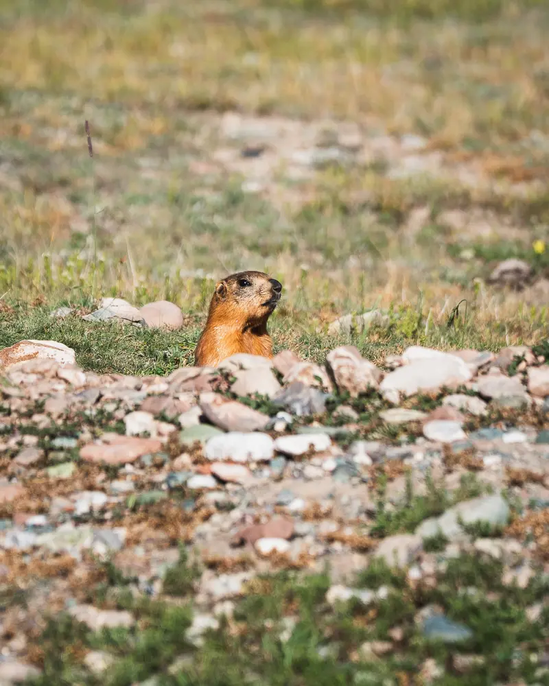 Marmot