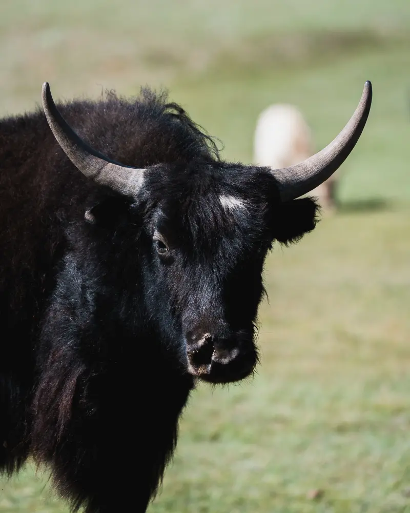 Yak