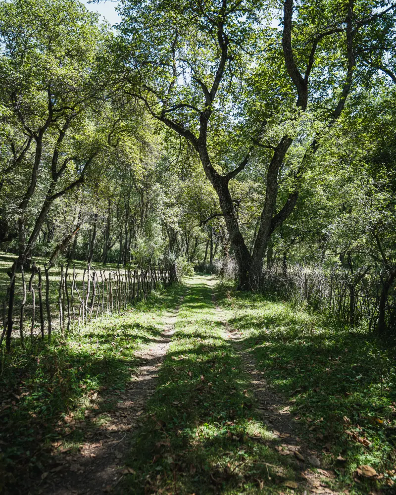 Forst Path