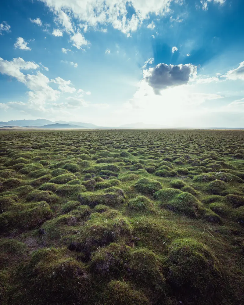 Grass at our Spot