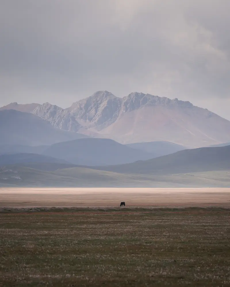 The lonely horse