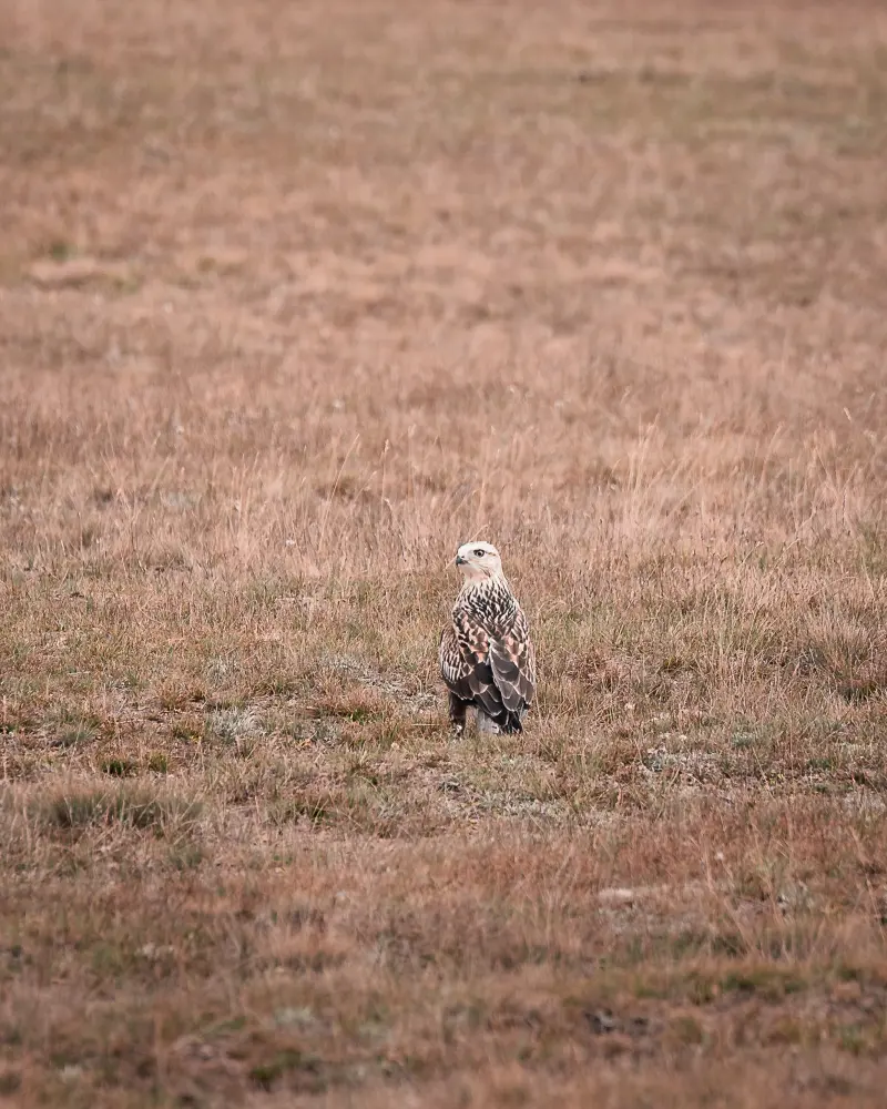 A falcon? A bird? Who knows