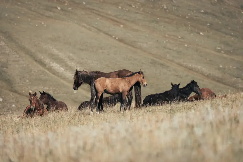 (half) wild horses