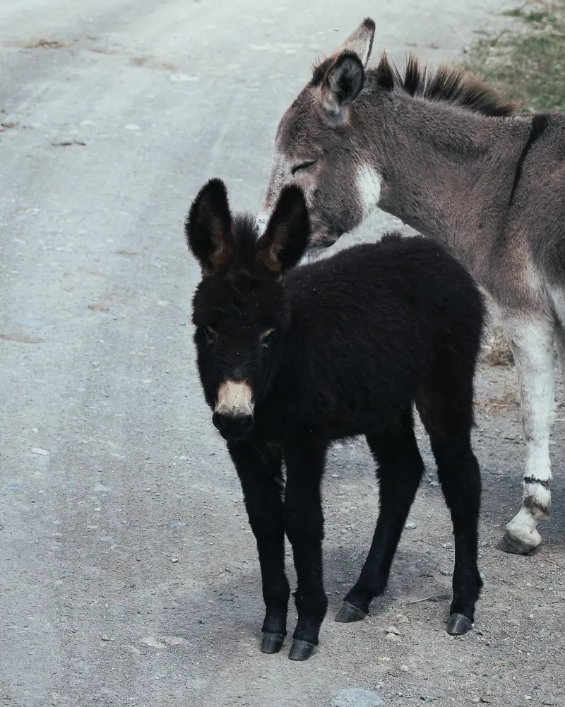 Baby donkey