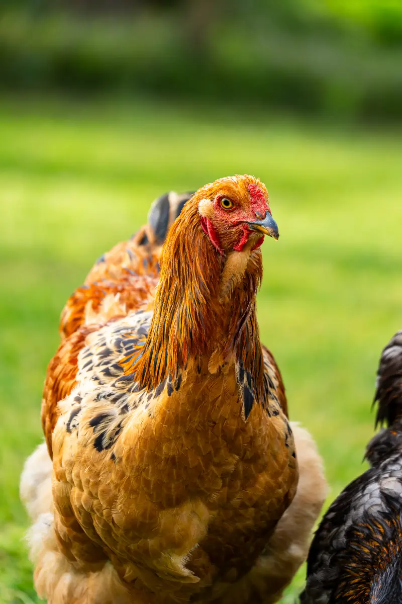 Chicken