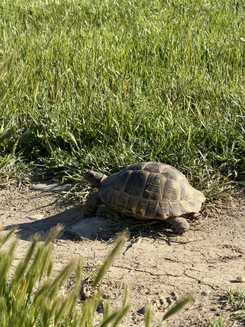 Greek Tortoise