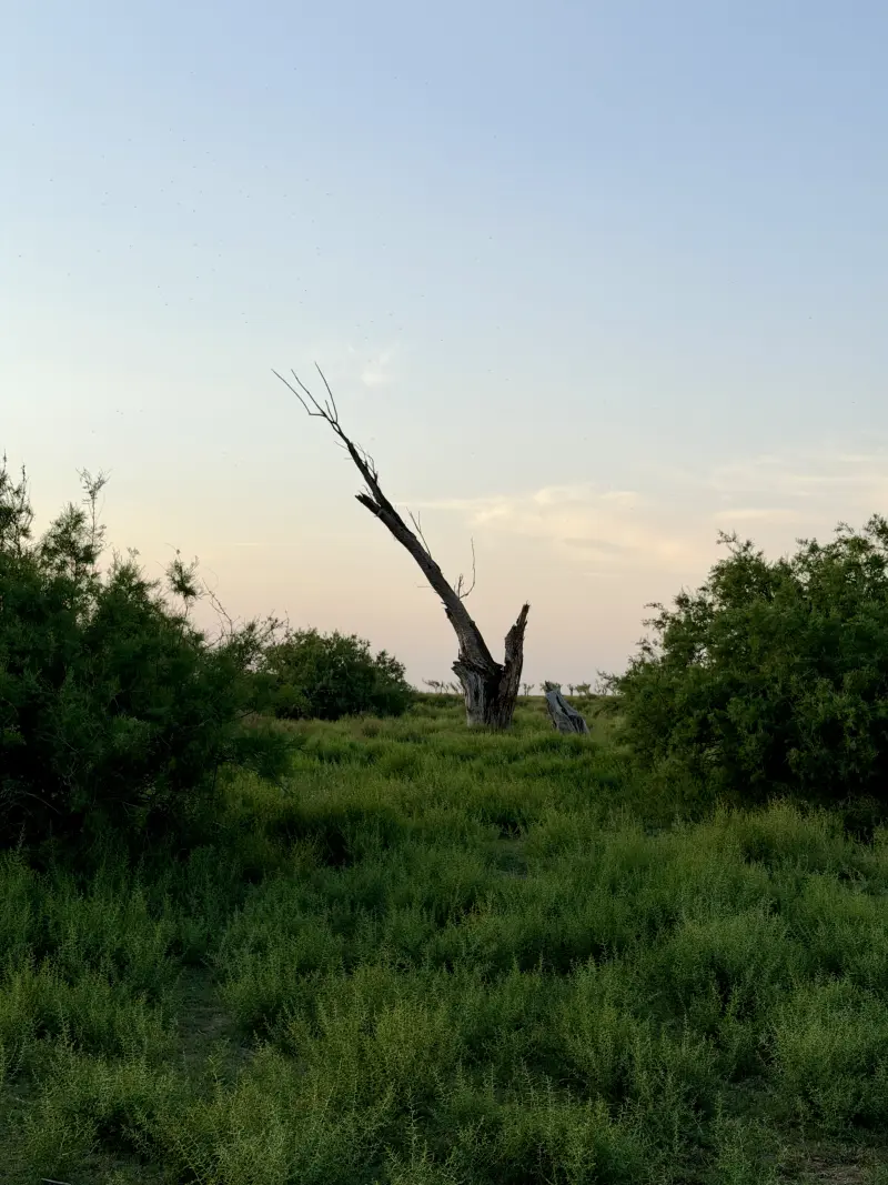 Random Tree at our Spot