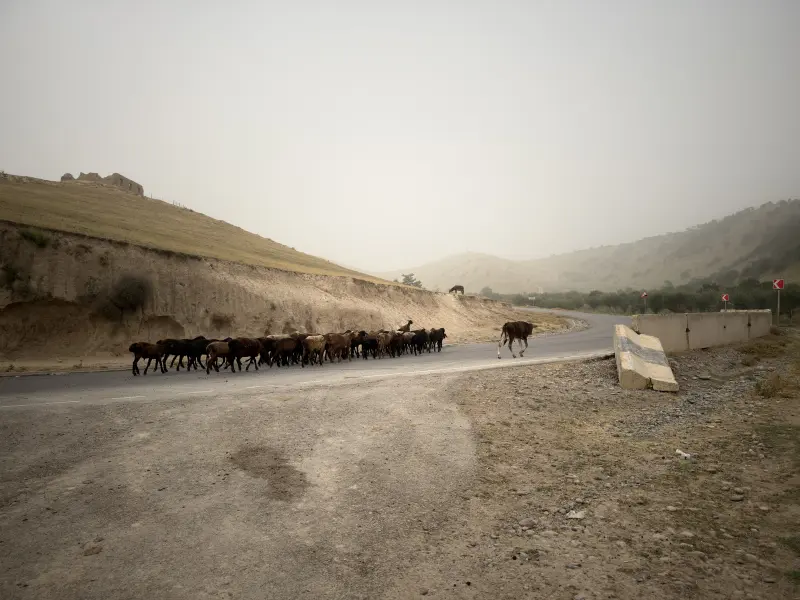 Herd