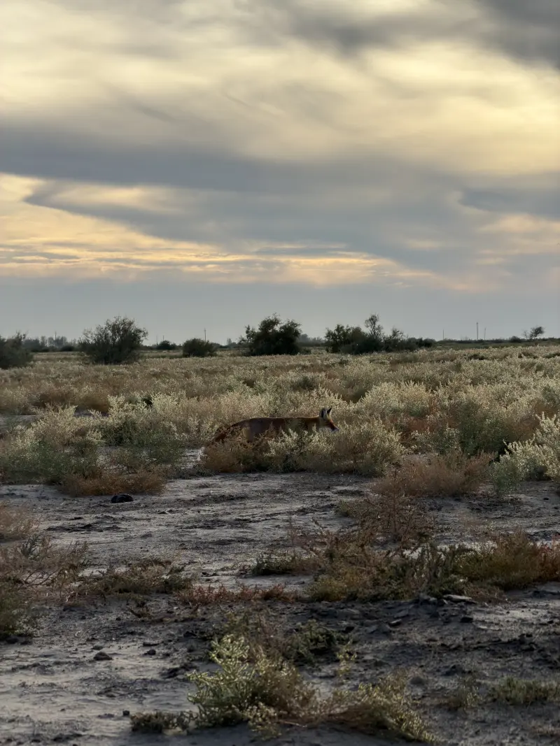Steppe Fox