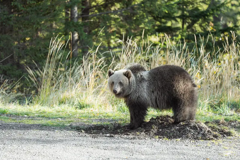 Bear at the pull out