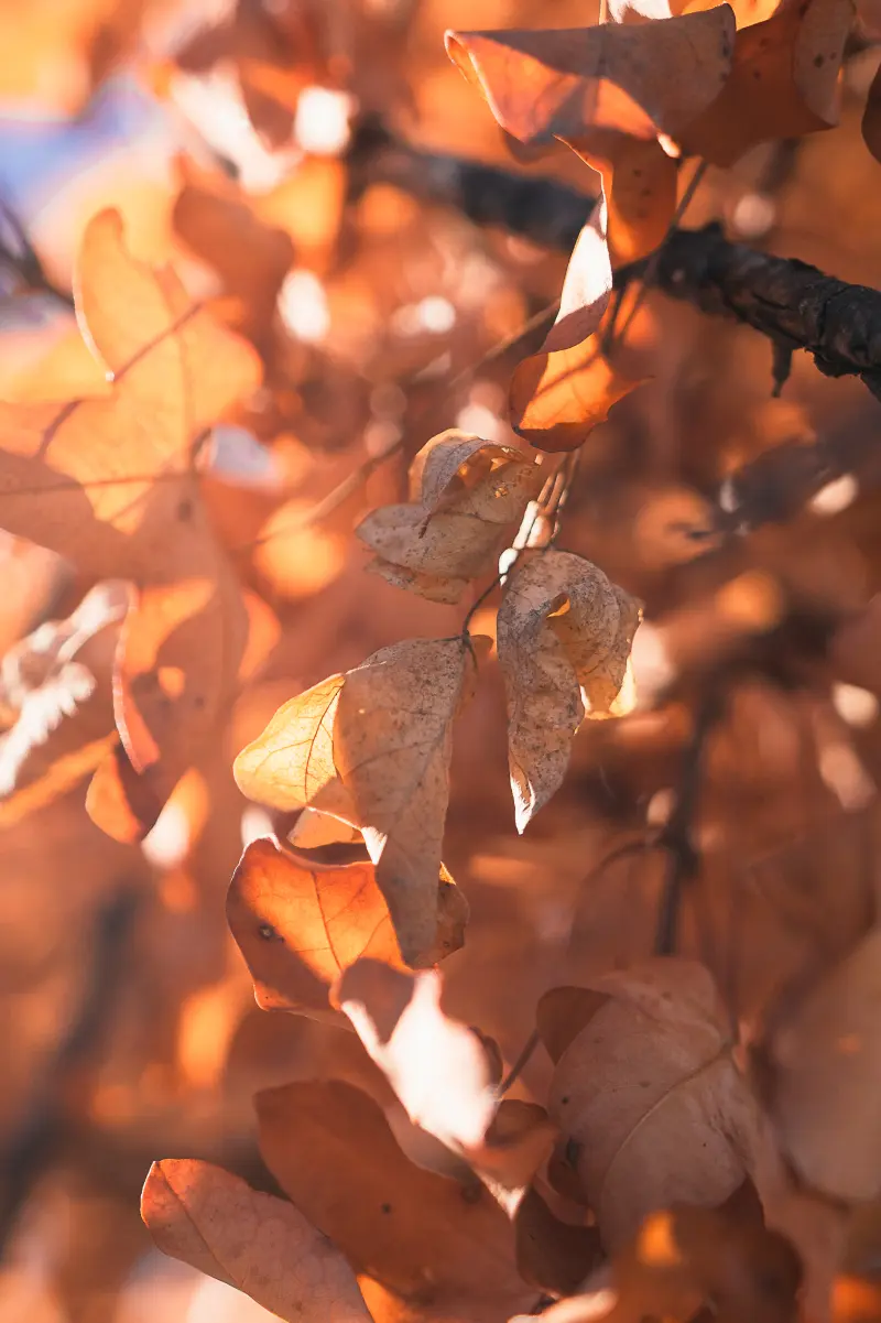 Leafs