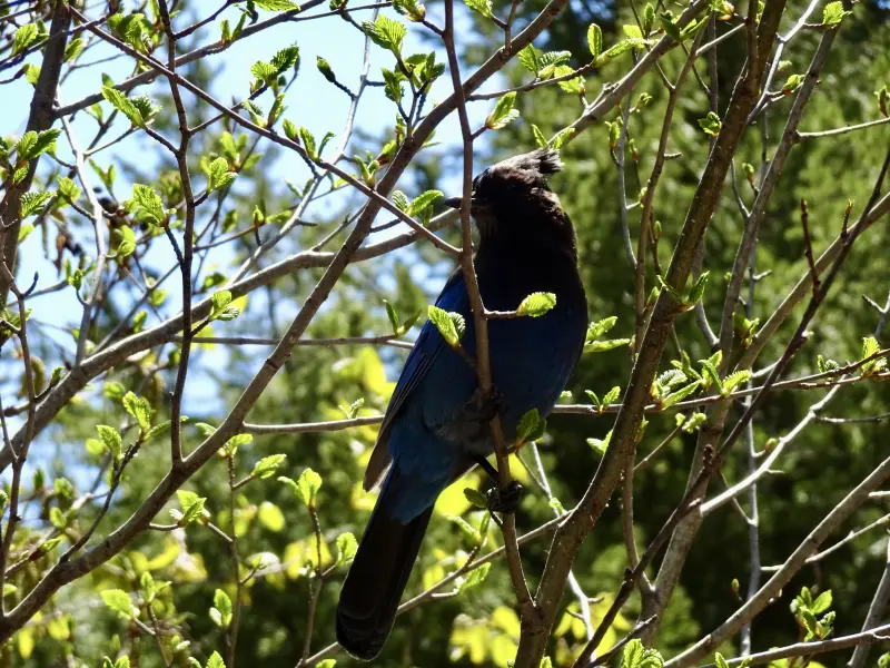 Steller&rsquo;s Jay