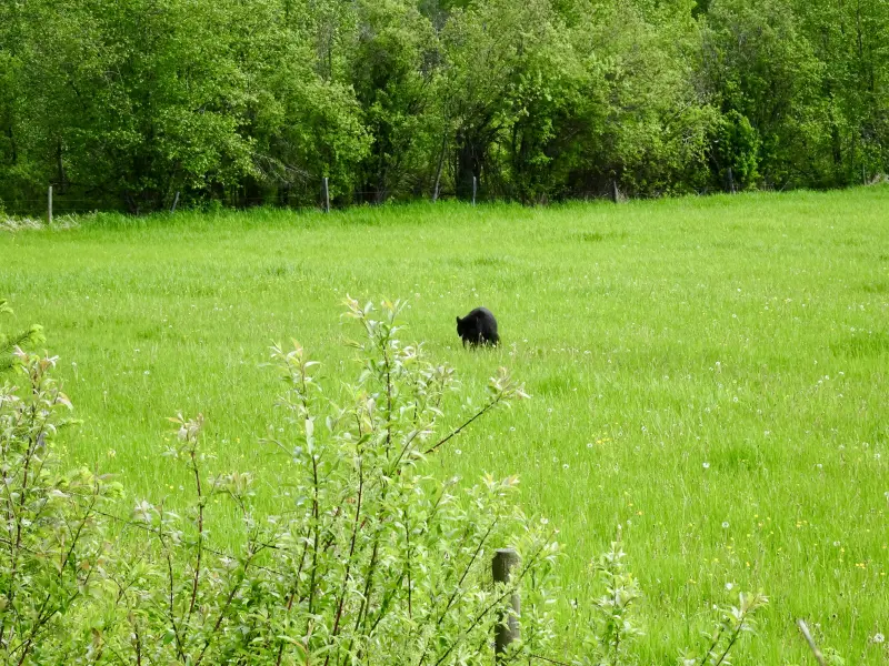 Another picture of the Bear