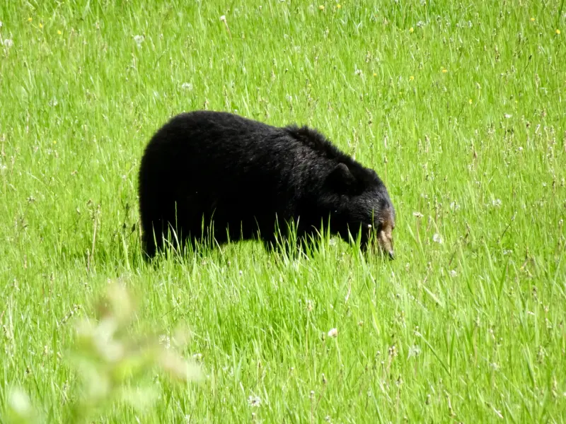 Bear on the Meadow