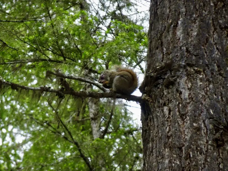 Squirrel