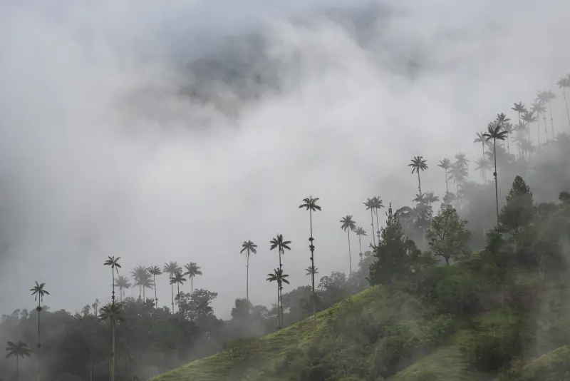 Palms on the surrounding hills
