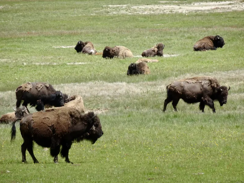 More Bison&rsquo;s