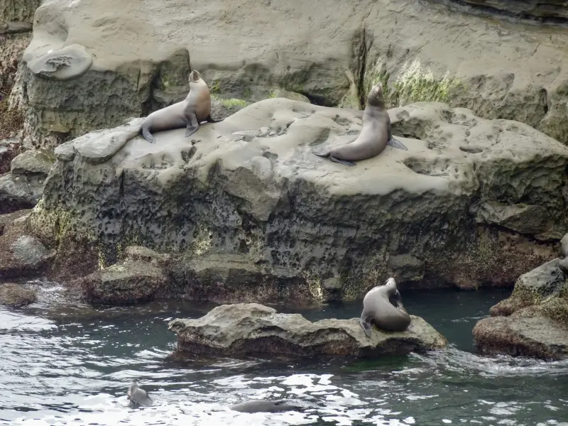 Sea Lions