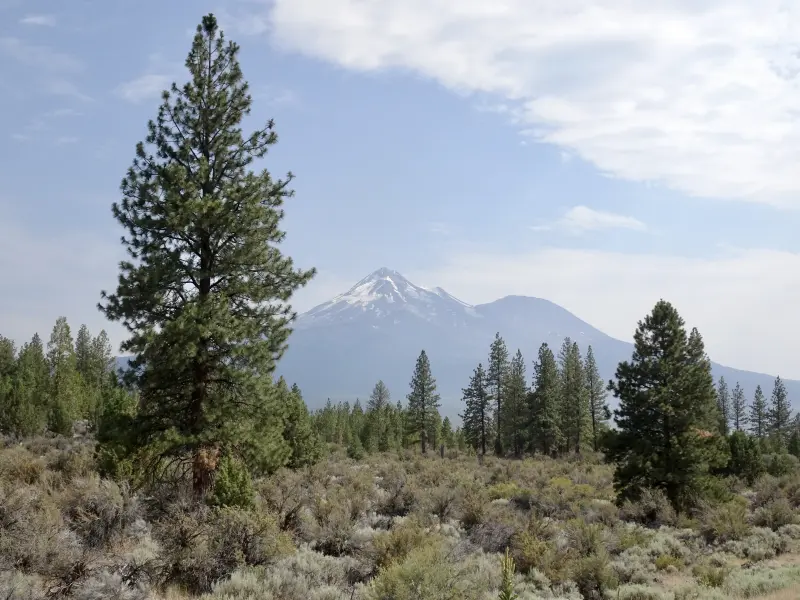 Mount Shasta