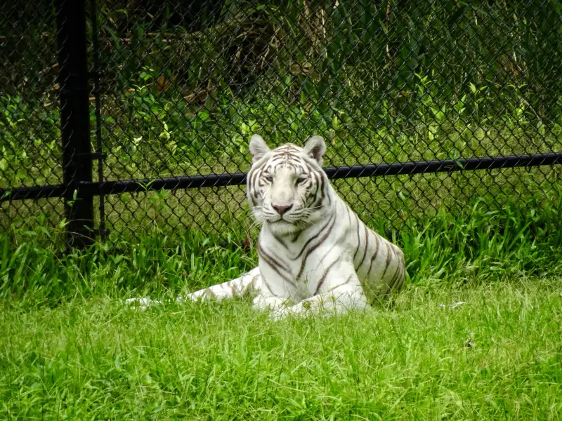 White Tiger at the Zoo