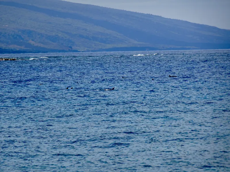 Big Pod of Dolphins