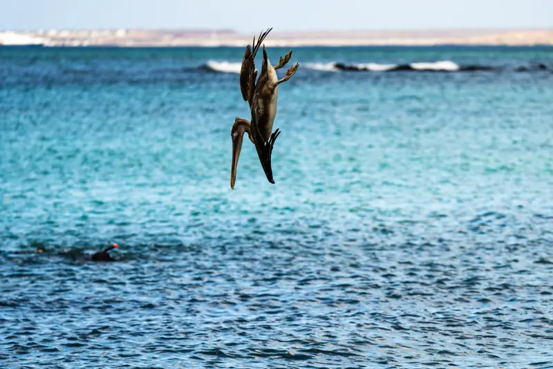 Galápagos Brown Pelican about to dive