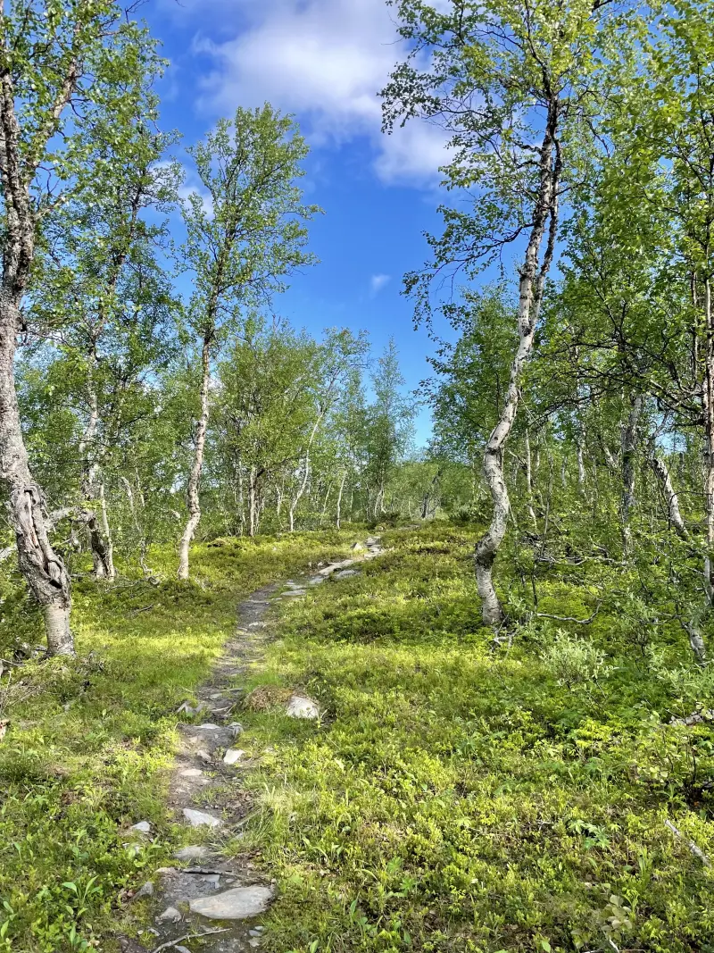 Forest Hiking along Tärnasjön