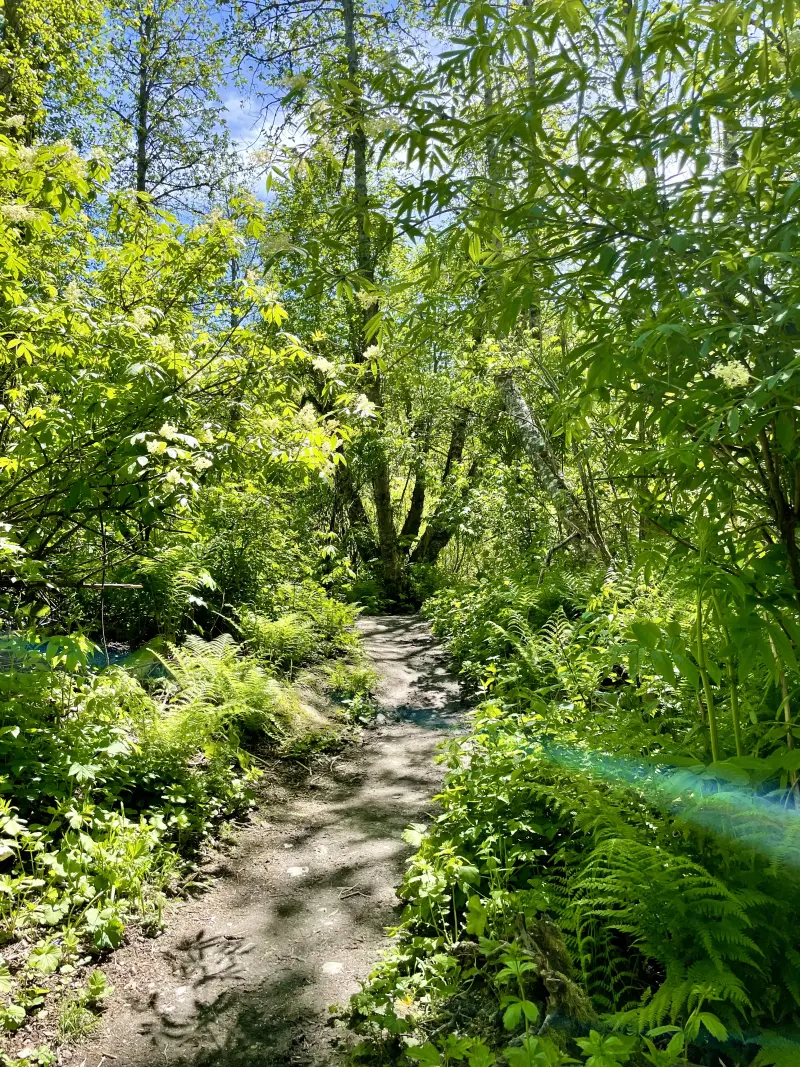 Single track to lost lake