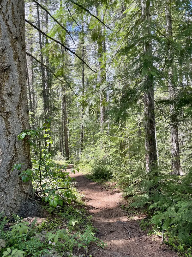 Trail to the top of Helmcken Falls