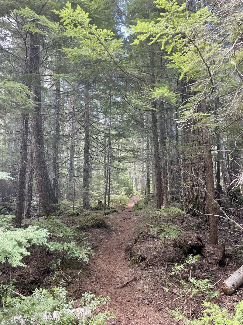 Another picture of the Helmcken Falls trail