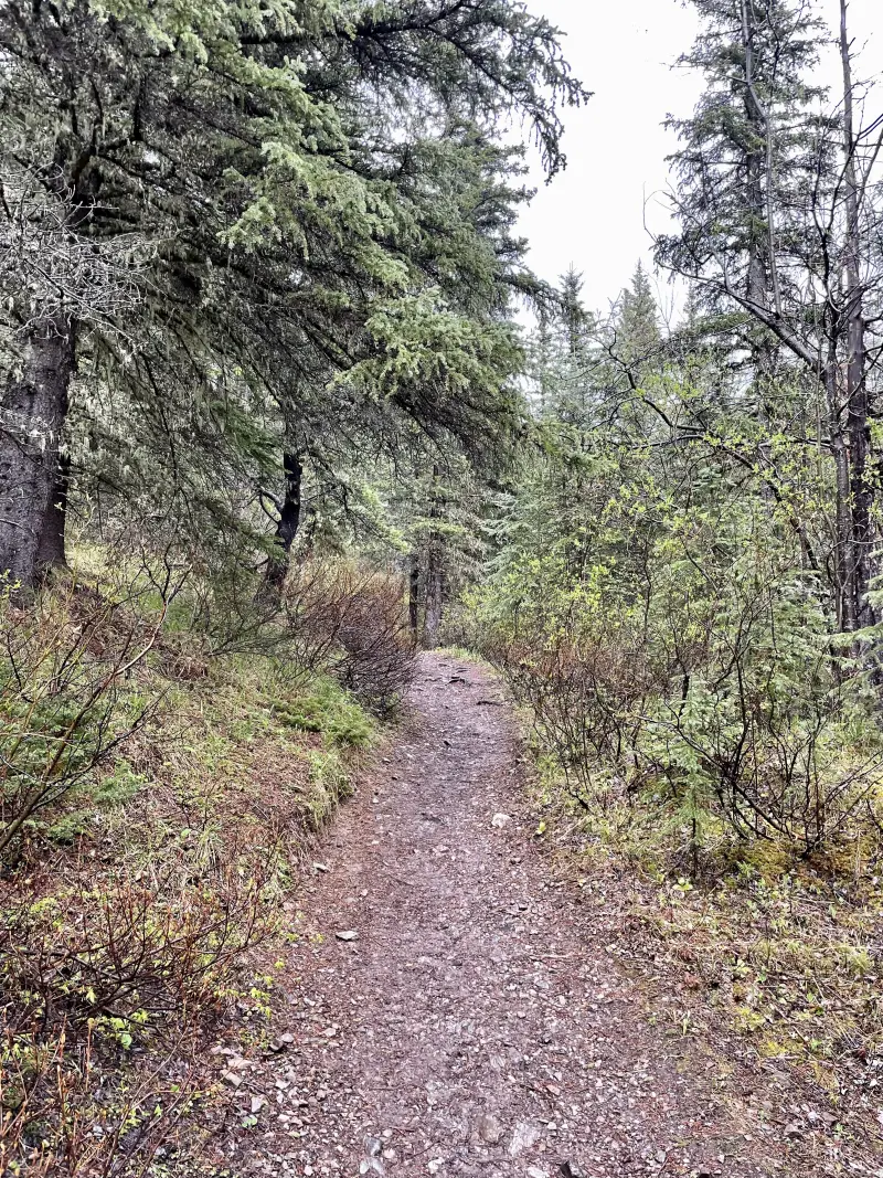 Beginning of the Sulphur Skyline Hike