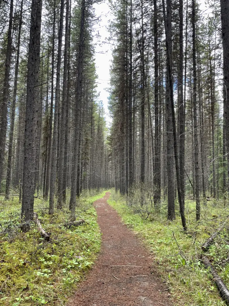 Trail to Moose Meadows