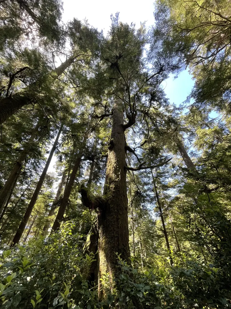 Impressive Trees