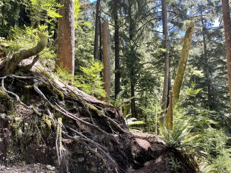 Trail on the way back up