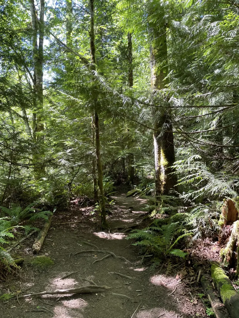 Trail next to the Englishman River