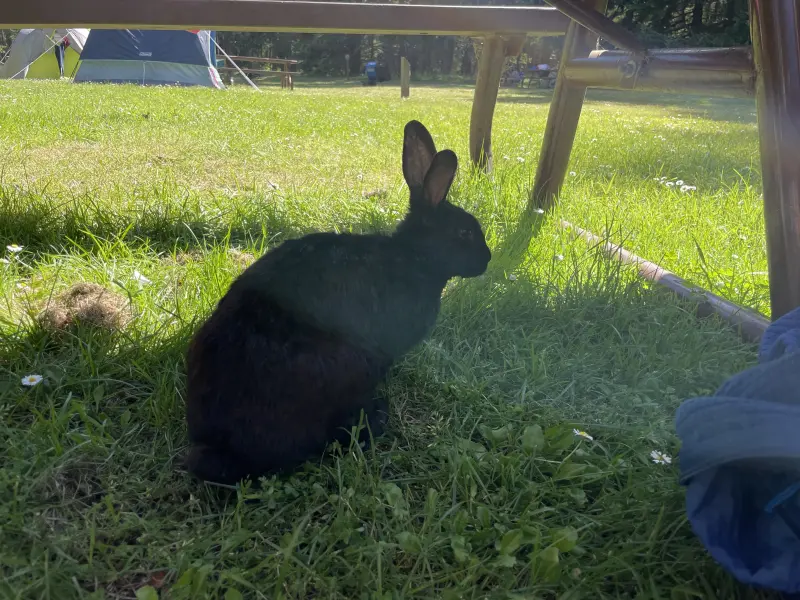 Our rabbit is chilling beneth our table