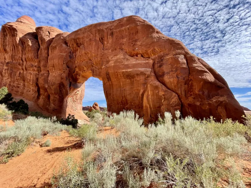 Pine Tree Arch