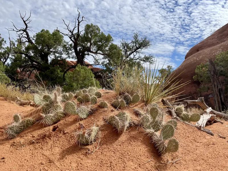 Cactus along Primitive Trail