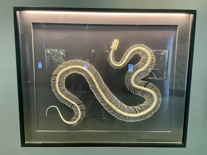 Python Skeleton