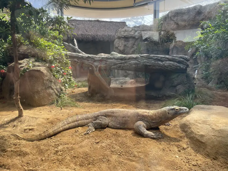 Komodo Dragon