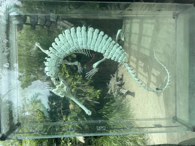 Gharial Skeleton