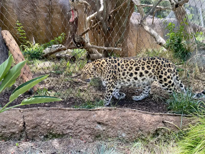 Leopard at the Zoo