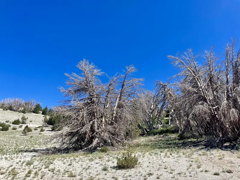 Dead trees along the way