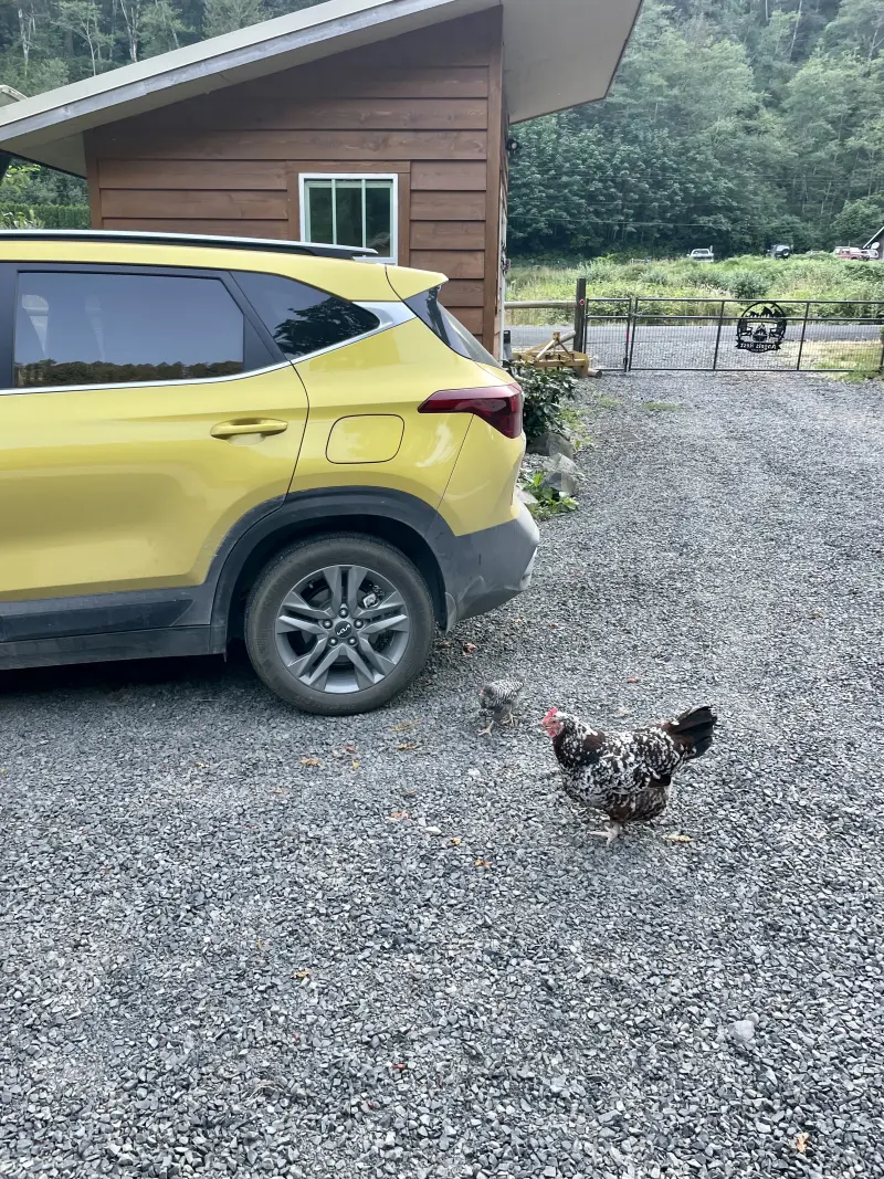 Chickens at Angels Rest B&amp;B