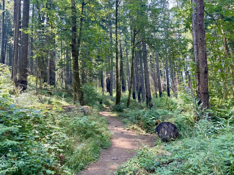 PCT section close to Cascade Locks