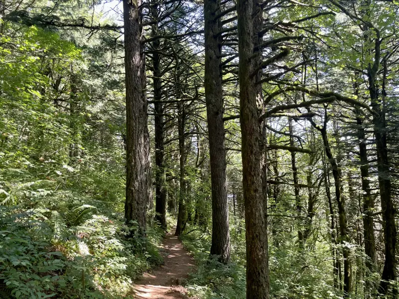 Hiking through beautiful forests