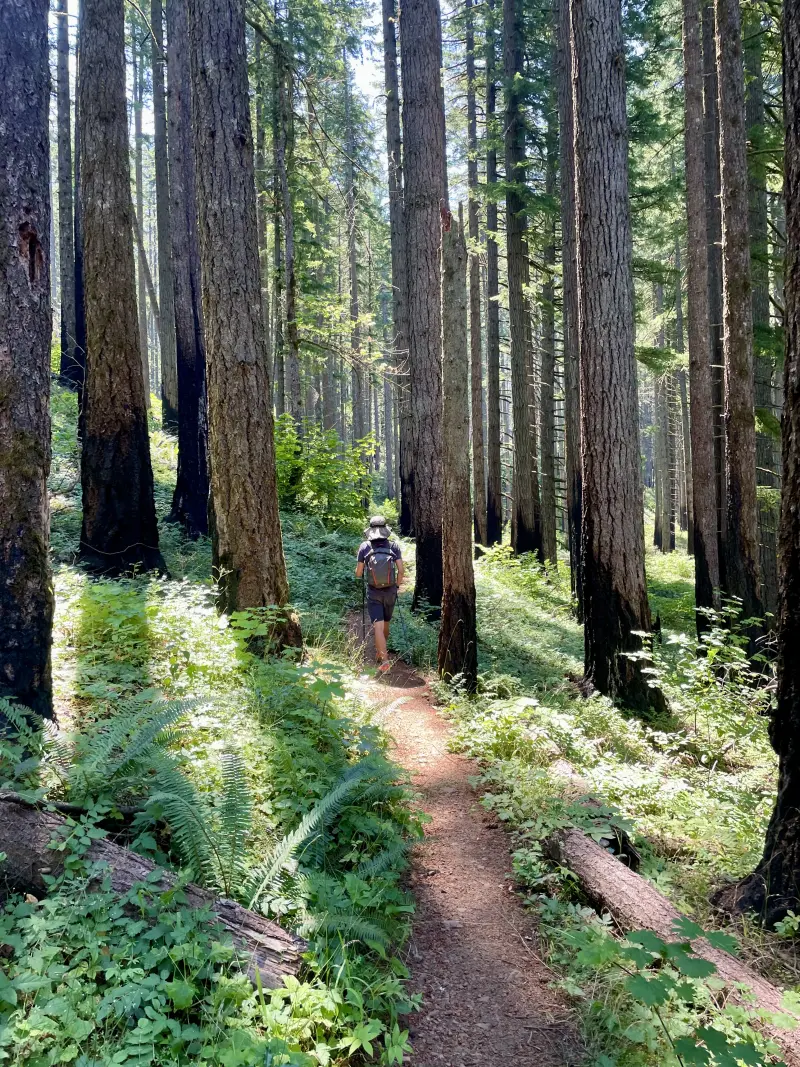 Yours truly on the PCT